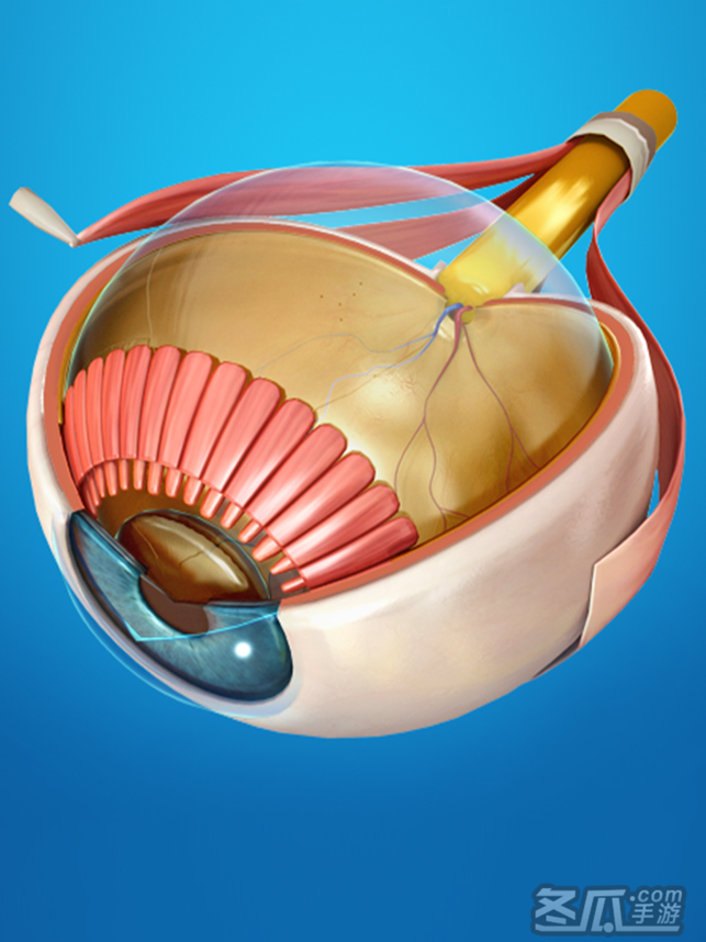 My Eye Anatomy