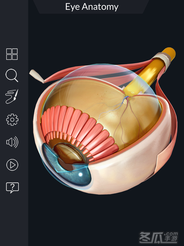 My Eye Anatomy