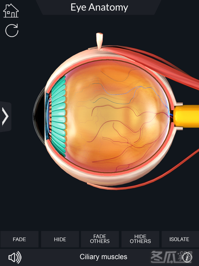 My Eye Anatomy