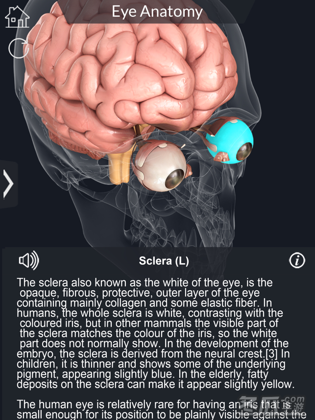 My Eye Anatomy