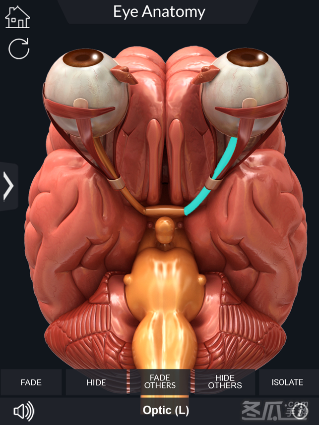 My Eye Anatomy